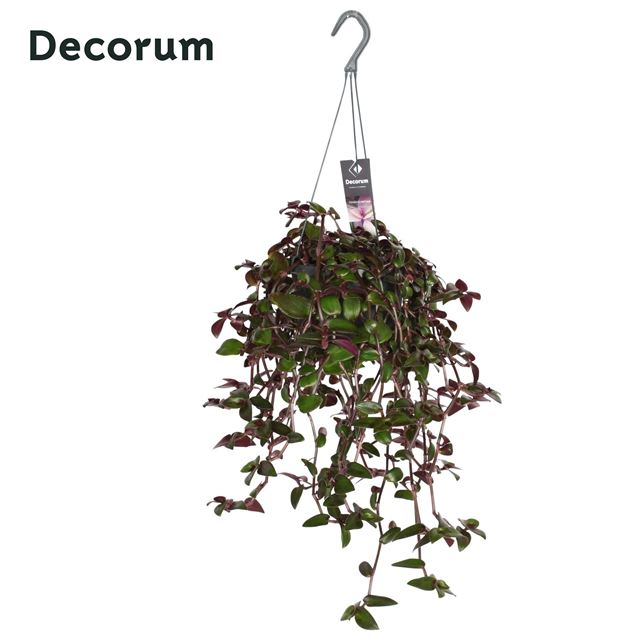 Picture of TRADESCANTIA VELVET HILL HANGING BASKET