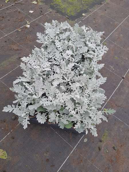Picture of Senecio cineraria maritima