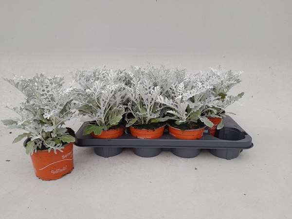 Picture of CINERARIA MARITIMA