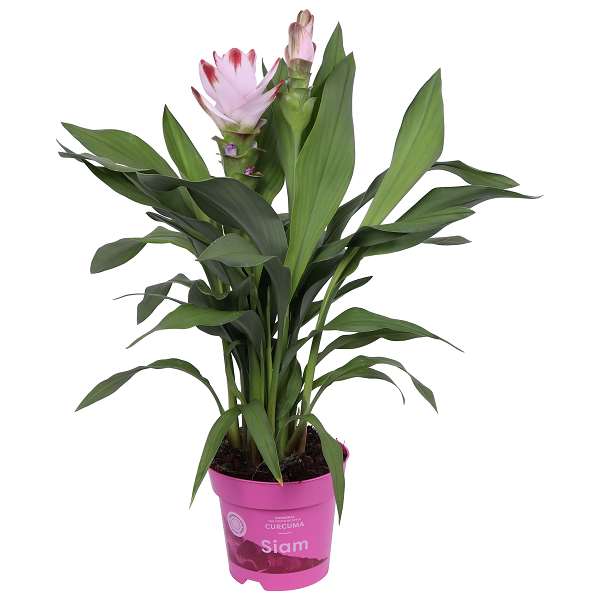 Picture of Curcuma alismatifolia siam salsa