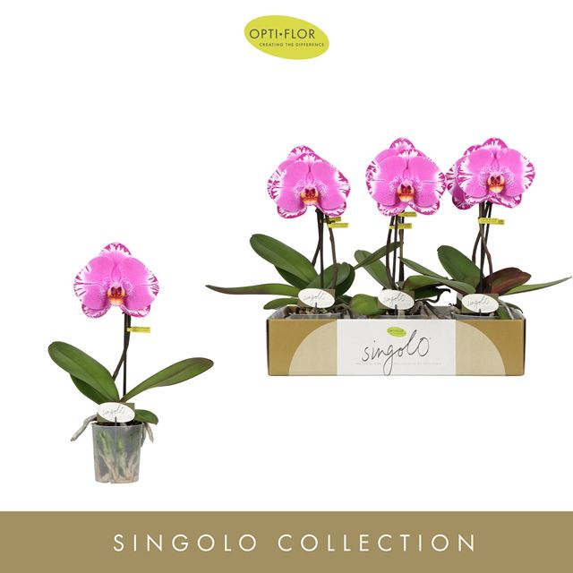 Picture of PHALAENOPSIS 01-STEM SINGOLO VICTORIO