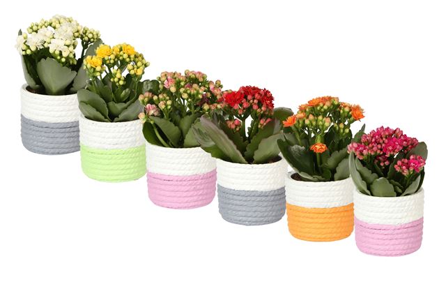 Picture of KALANCHOE DOUBLE MIX IN CERAMIC