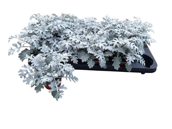 Picture of CINERARIA MARITIMA