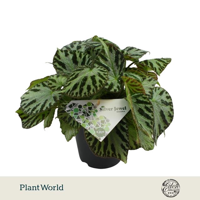 Picture of Begonia rex silver jewel
