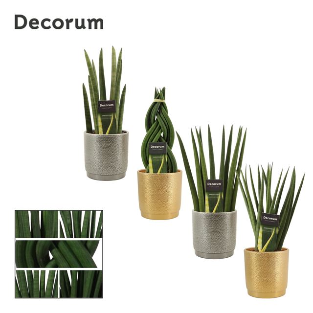 Picture of SANSEVIERIA CYLINDRICA MIX IN CERAMIC