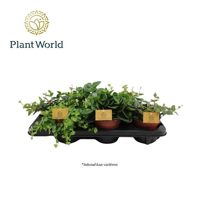 Picture of Peperomia mix