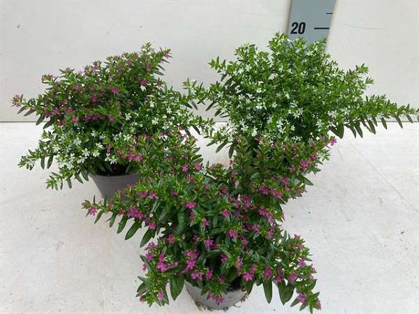 Picture of CUPHEA HYSSOPIFOLIA MIX