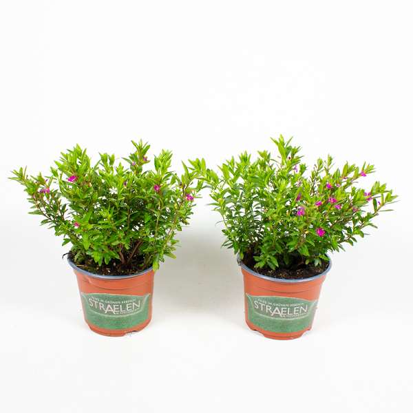 Picture of CUPHEA HYSSOPIFOLIA TWINS