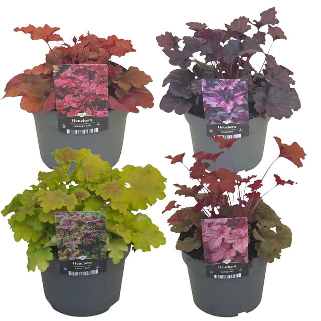 Picture of Heuchera mix