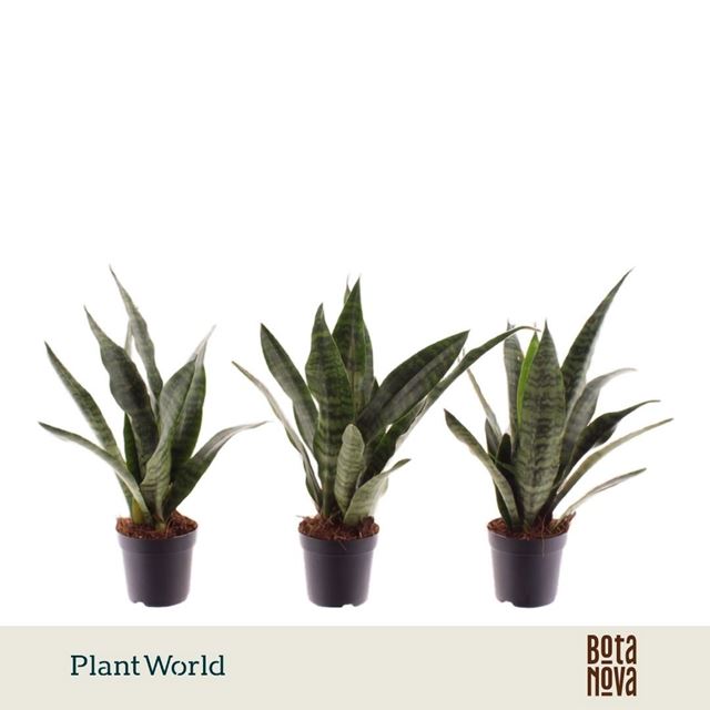 Picture of Sansevieria trifasciata black coral
