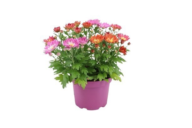 Picture of Chrysanthemum sollinea carnaval