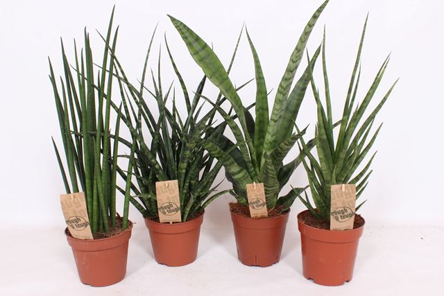 Picture of SANSEVIERIA LUXERY MIX