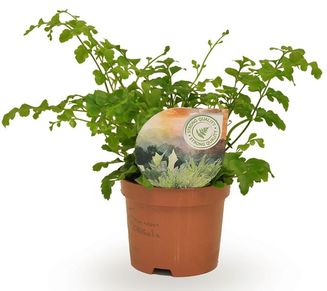 Picture of ASPLENIUM PARVATI