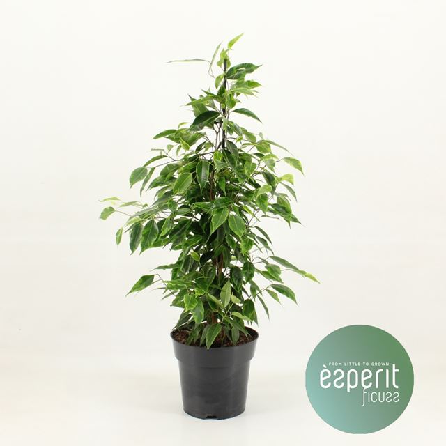 Picture of FICUS BENJAMINA ANASTASIA