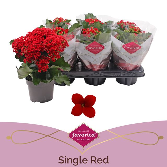 Picture of Kalanchoe single red