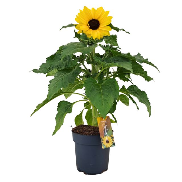 Picture of Helianthus sunfinity yellow dark center