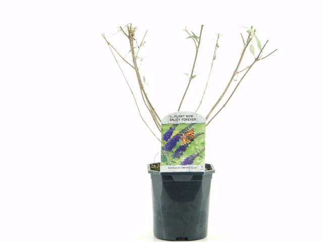 Picture of Buddleja davidii empire blue