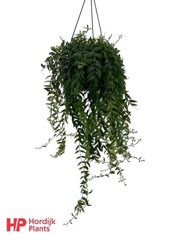 Picture of Aeschynanthus japhrolepis in hanging basket