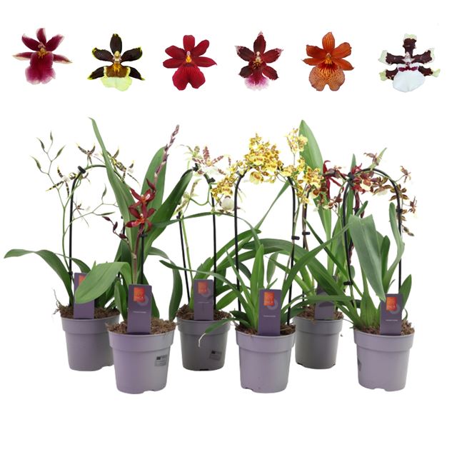 Picture of Cambria 01-stem mix
