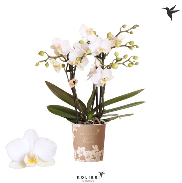 Picture of PHALAENOPSIS 03-STEM MULTI ZURICH