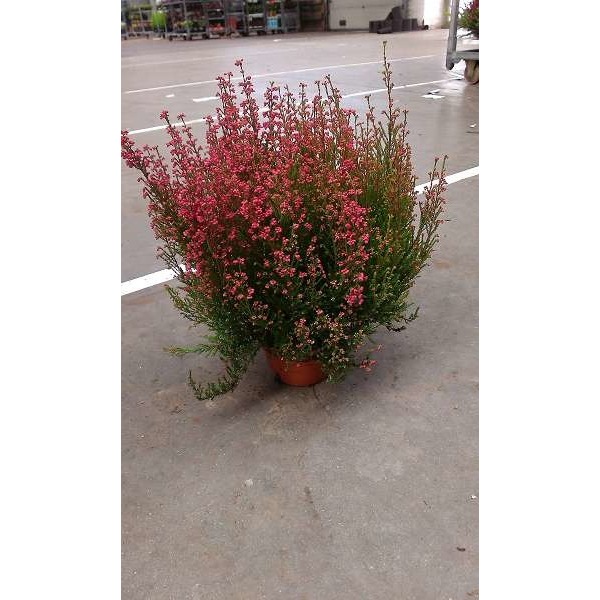 Picture of ERICA GRACILIS UNICOLOR 25-29 TERRACOTTA POT