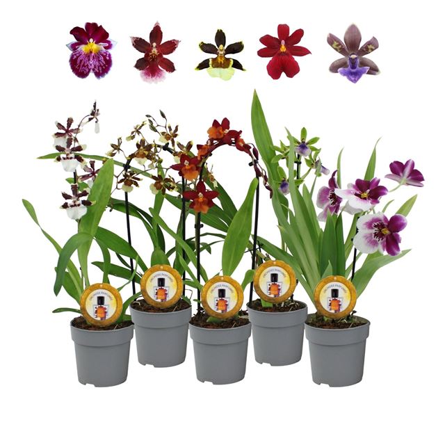 Picture of Orchidee 01-stem scented mix