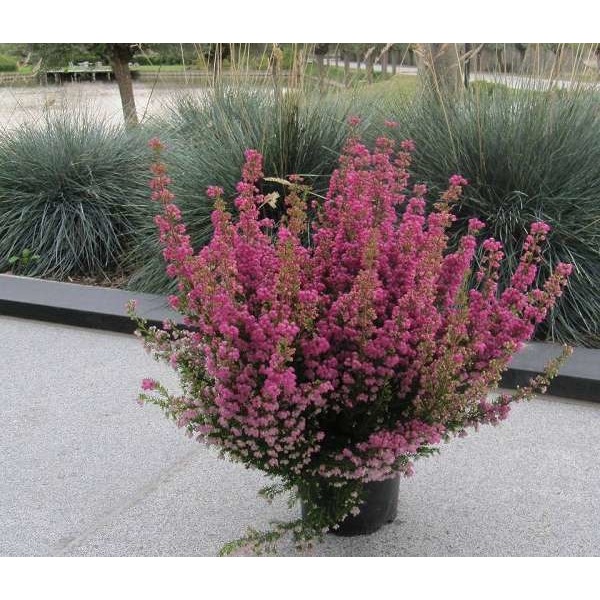Picture of ERICA GRACILIS UNICOLOR 22-24 CLAY POT