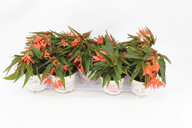 Picture of BEGONIA BOLIVIENSIS BEAUVILIA SALMON