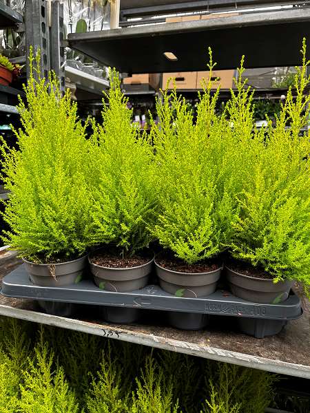 Picture of CUPRESSUS MACROCARPA GOLDCREST WILMA