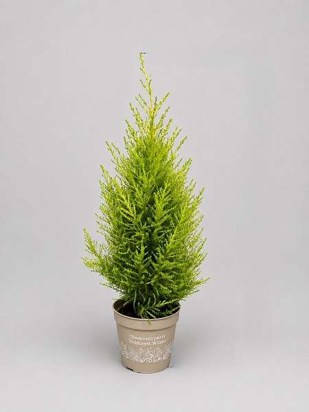 Picture of Cupressus macrocarpa goldcrest wilma