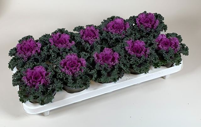 Picture of Brassica oleracea curly red