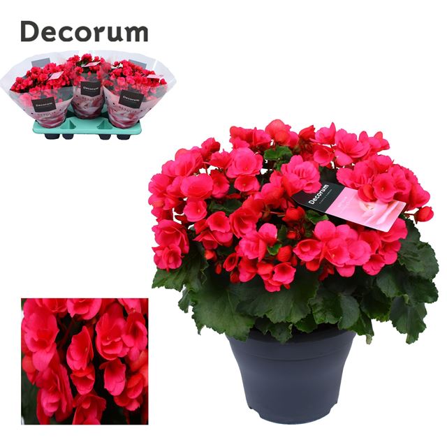 Picture of BEGONIA BETULIA LILAC