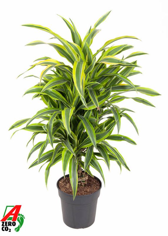 Picture of DRACAENA FRAGRANS LEMON LIME BRANCHED