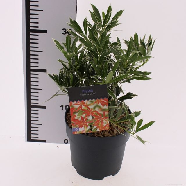Picture of Pieris japonica flaming silver