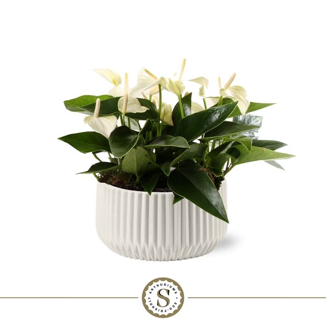 Picture of ANTHURIUM ANDREANUM TABLE WHITE IN CERAMIC