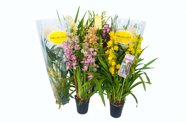 Picture of CYMBIDIUM 03/04-STEM MIX 
