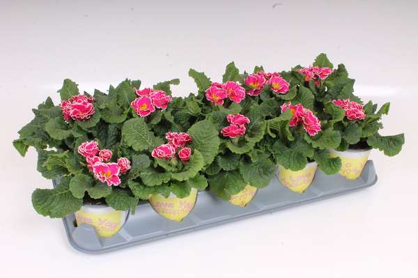 Picture of Primula ily specials sweetie