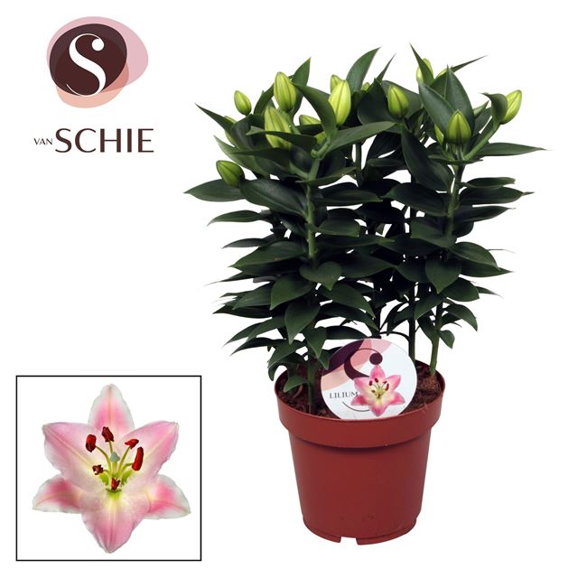 Picture of Lilium asiatic 05pp souvenir pink