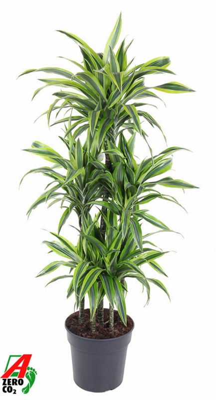 Picture of DRACAENA FRAGRANS LEMON LIME CARROUSEL 090CM