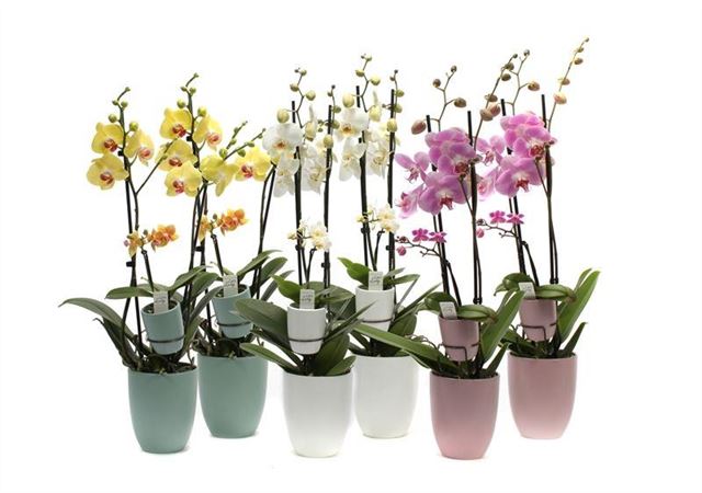 Picture of PHALAENOPSIS 02-ST MIX & 01-ST MINI MIX IN CERAMIC