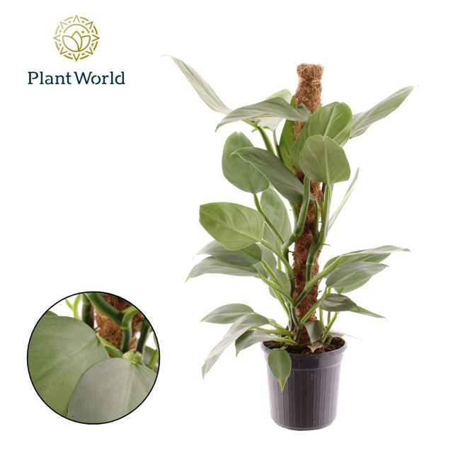 Picture of Philodendron silver sword moss pole