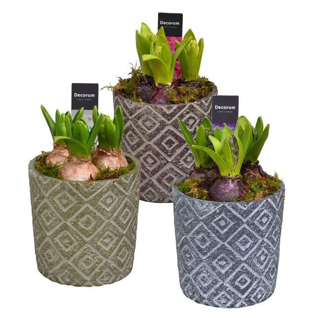 Picture of HYACINTHUS 03BULBS CERAMIC LEVI