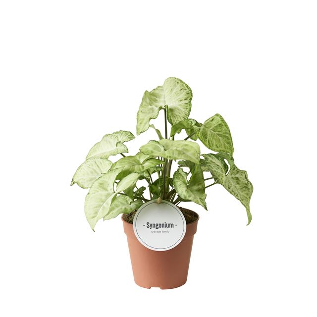 Picture of SYNGONIUM WHITE BUTTERFLY