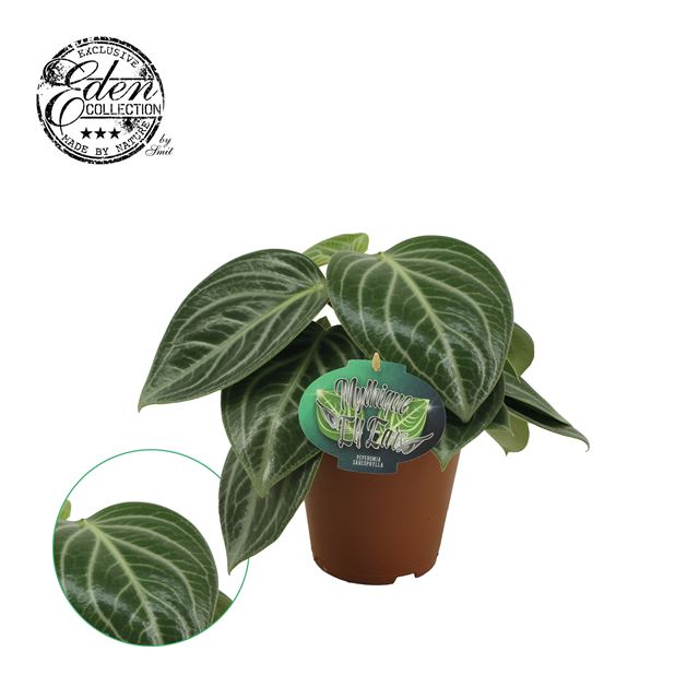 Picture of PEPEROMIA SARCOPHYLLA