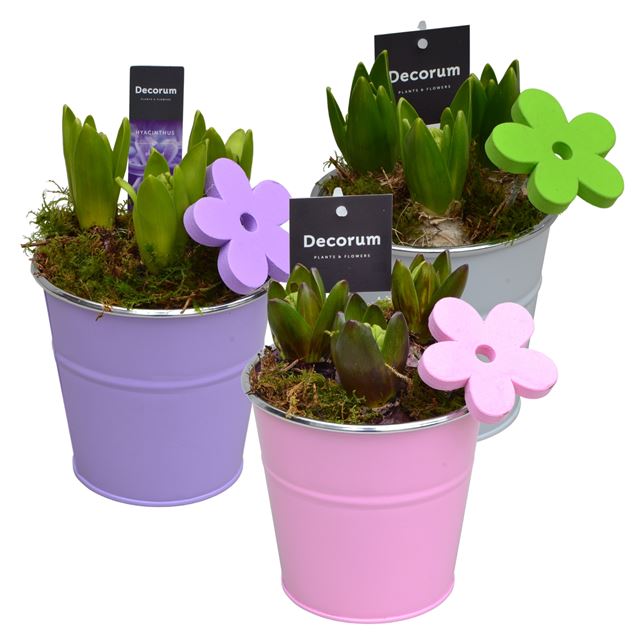 Picture of HYACINTHUS 03BULBS ZINC BUCKET