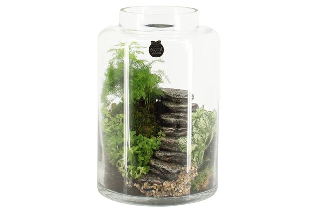 Picture of TERRARIUM LANDSCAPE