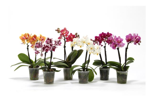 Picture of Phalaenopsis 02-stem mini mix