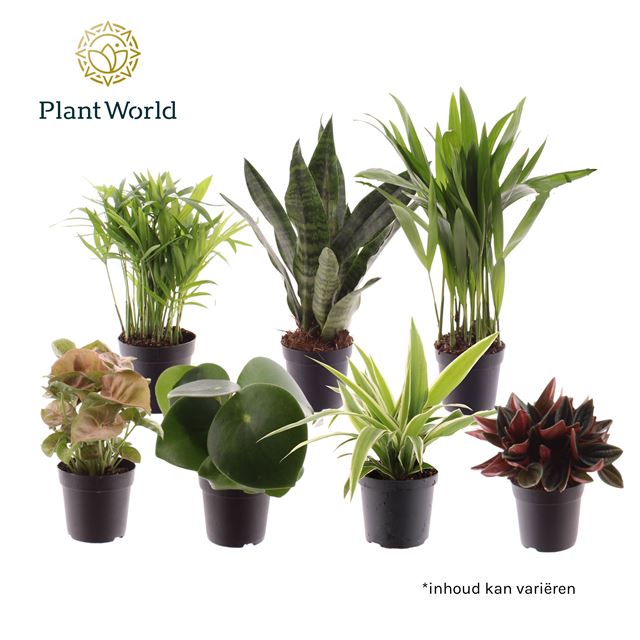 Picture of Houseplant tot mix