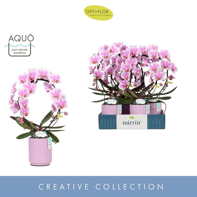 Picture of PHALAENOPSIS 02-STEM MIRROR MIRACLE JASMINE IN CER