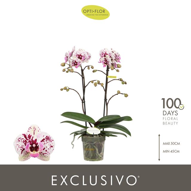 Picture of Phalaenopsis 02-stem exclusivo athena